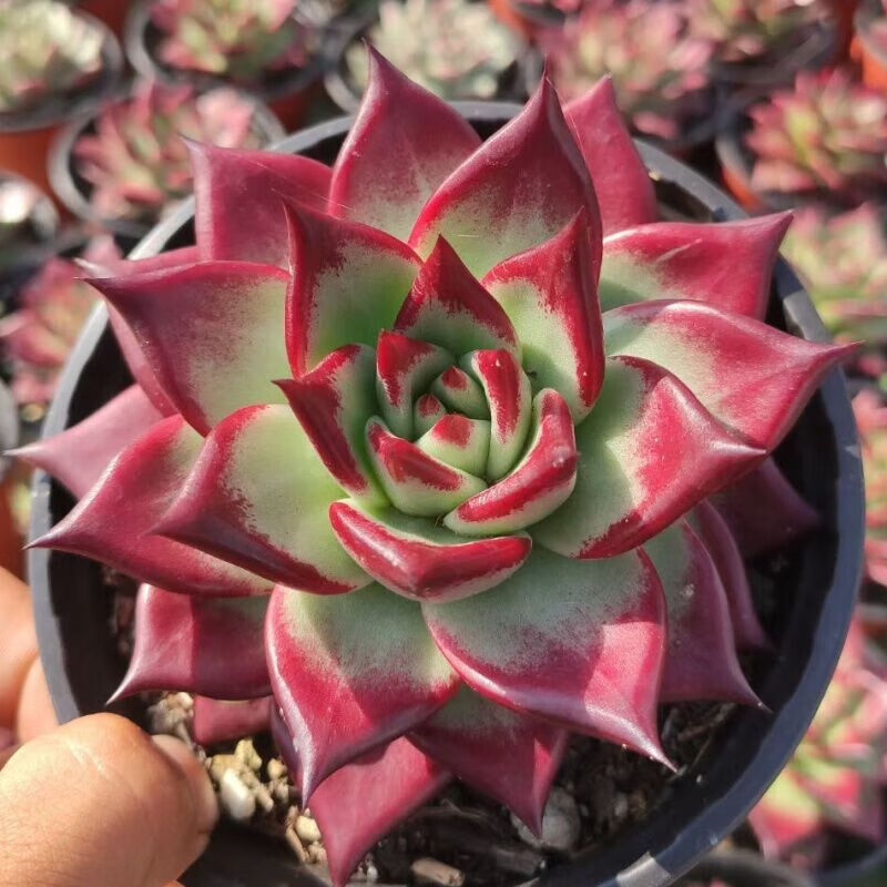 多肉馆红檀多肉植物十一号新手绿植花卉阳台室外绿植大颗好1010229外