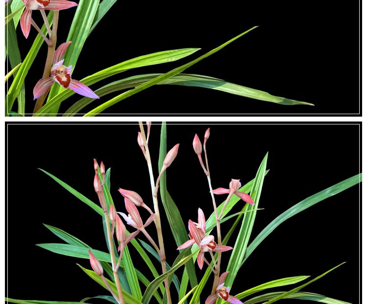 特价兰花苗 桃娇 建兰 兰花苗四季兰 户外阳台庭院观花盆栽植物净化