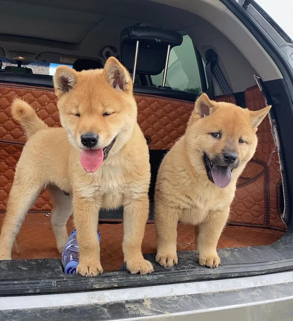 正宗廣西土獵犬純種中華田園犬趕山犬虎斑犬大黃幼犬寵物年齡:幼年犬