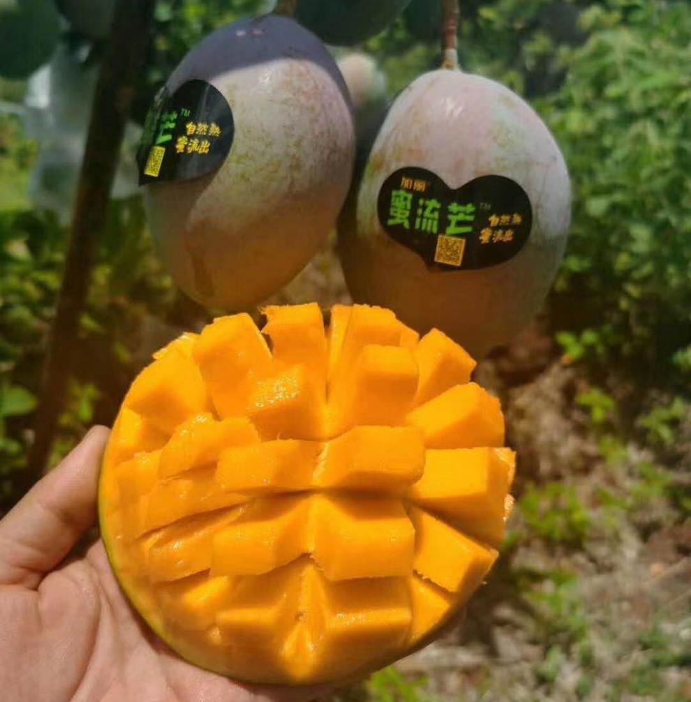 蜜流芒四川加丽蜜流芒仔芒果原箱约10斤812个国产流芒蜜香甜新鲜芒果f