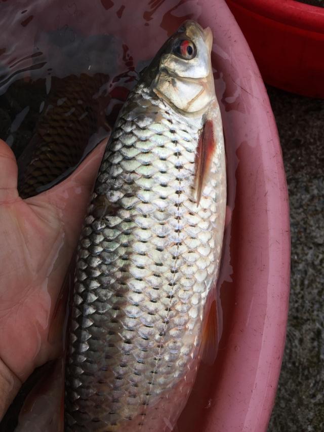 lism东江赤眼鱼红眼赤眼鳟新鲜河鱼淡水鱼原生态万绿湖鱼(3斤装)