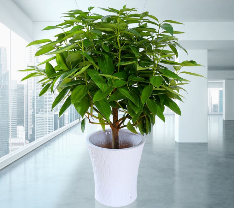 平安树盆栽大叶客厅大型植物办公绿植花卉四季常青平安树5060高不含盆