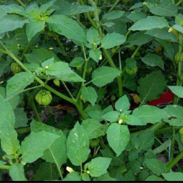 有仁堂新鲜野生草药灯笼草 鬼灯笼打卜草 天泡果 500g【图片 价格