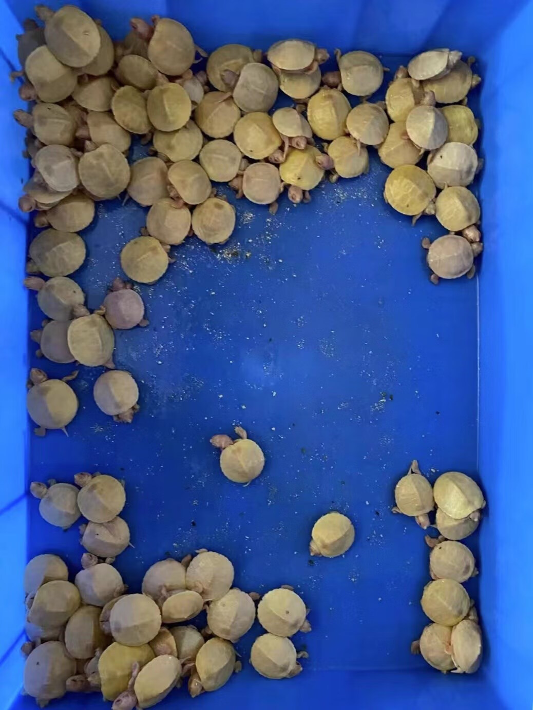 变异红眼白化巴西龟苗宠物龟观赏粉雪焦糖黑巴彩巴小乌龟活物 瑕疵 奶