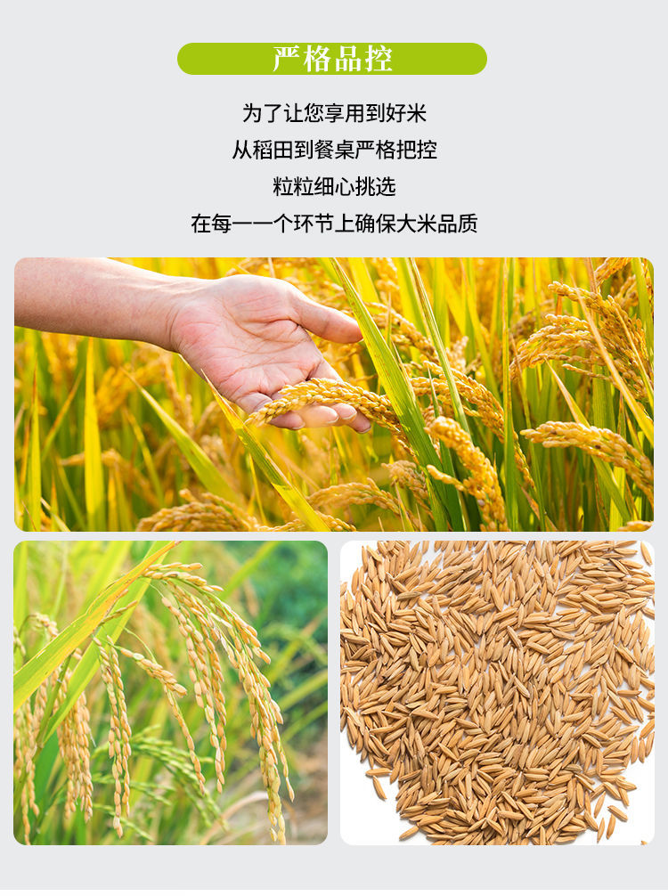 香米广东米泉水灌溉米无抛光大米农家自产长粒香米5斤25kg博罗丝苗米