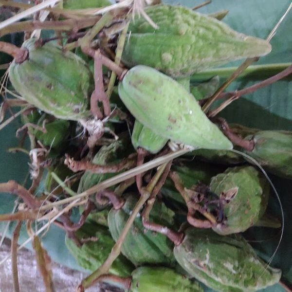 新鲜羊排果云南西双版纳特色酸果牛角果傣哈尼布朗野生酸果送辣子