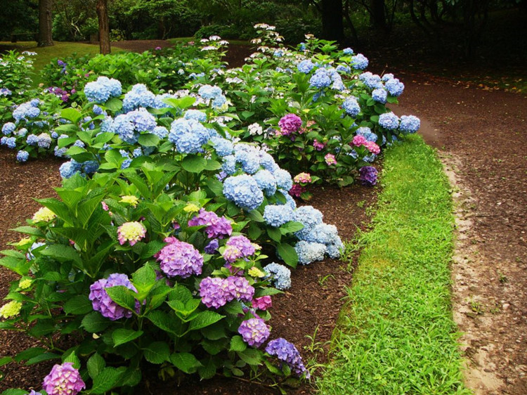 夏花卉盆栽四季阳台庭院大花绣球苗开花不断观花植物 绿宝石&mdash;1