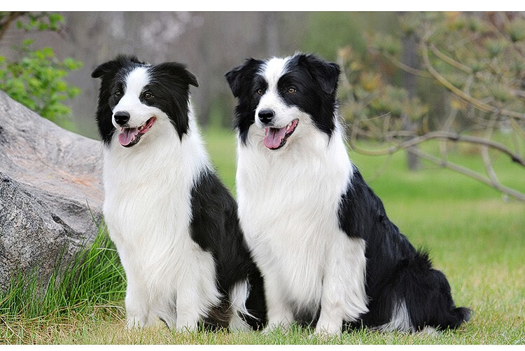 有视频宠物级别:宠物级体型:中型犬品种:边境牧羊犬货号:mx