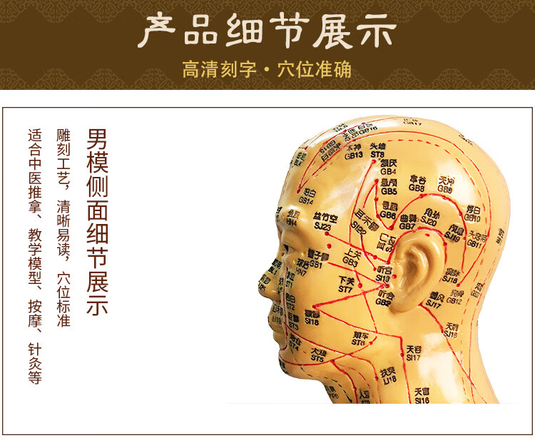 高清中医针灸穴位人体模型经络图人体穴位模型人全身小人按摩教学头部
