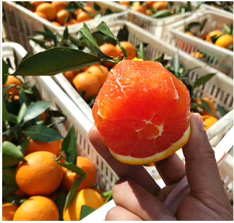 湖北秭归血橙 中华红橙子 应季水果 新鲜红肉橙 5斤(约65-70mm)