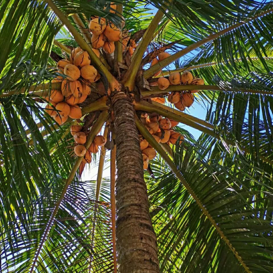 海南金椰现摘新鲜带皮椰青黄金椰子当季孕妇水果补羊水黄椰整箱黄金椰