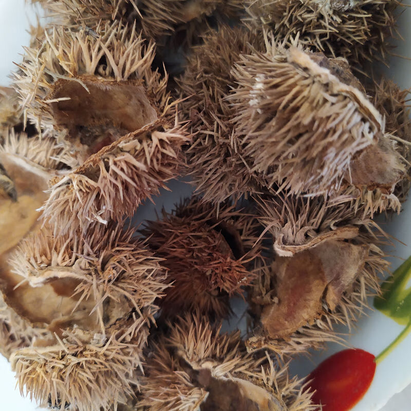 广西中药材栗毛球 栗毛壳 栗刺壳 风栗壳板栗壳斗500g 【精选】板栗壳