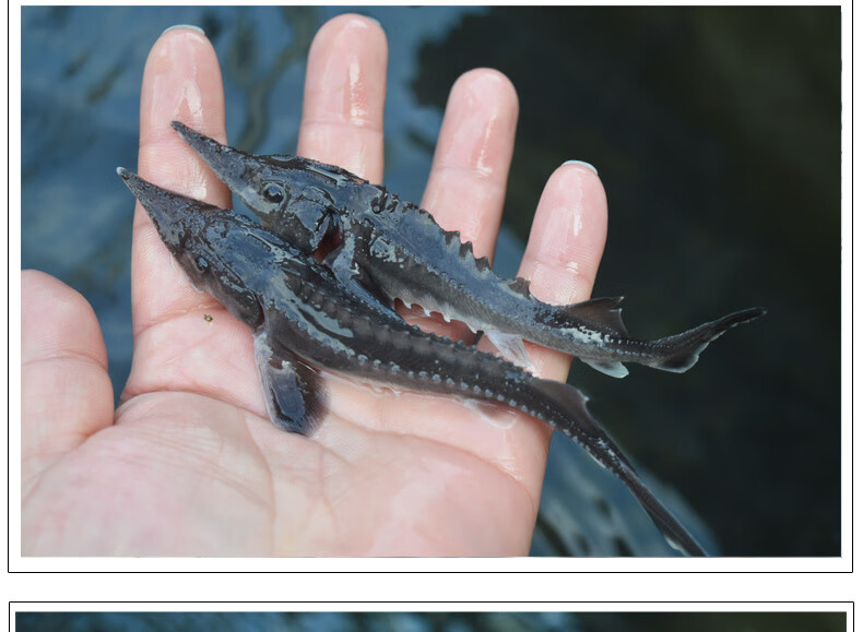 苗淡水鱼塘鱼缸养殖中华观赏鱼活体尖嘴鲟大型冷水鱼鲟鱼苗批发淡水
