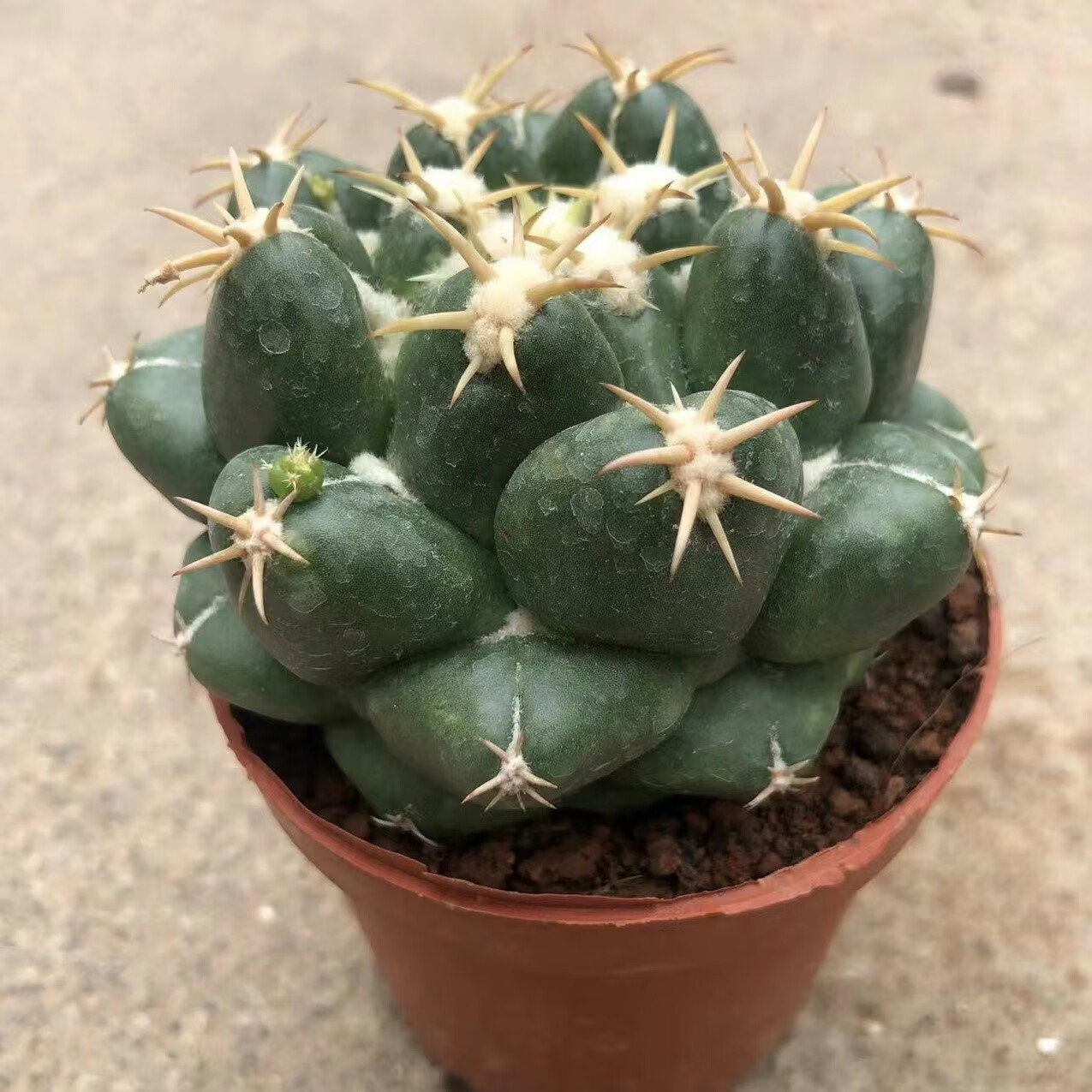 象牙仙人球开花短豪刺仙人掌耐旱好养多肉盆栽办公桌面花卉 新天地(14
