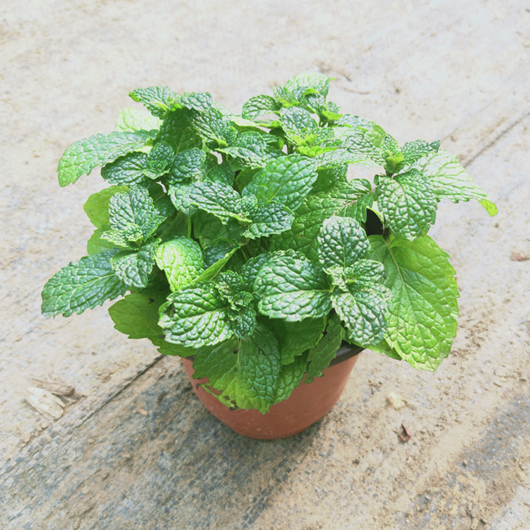 留兰香薄荷盆栽香草植物绿薄荷西餐调酒泡水调料绿植水培驱蚊郦狼