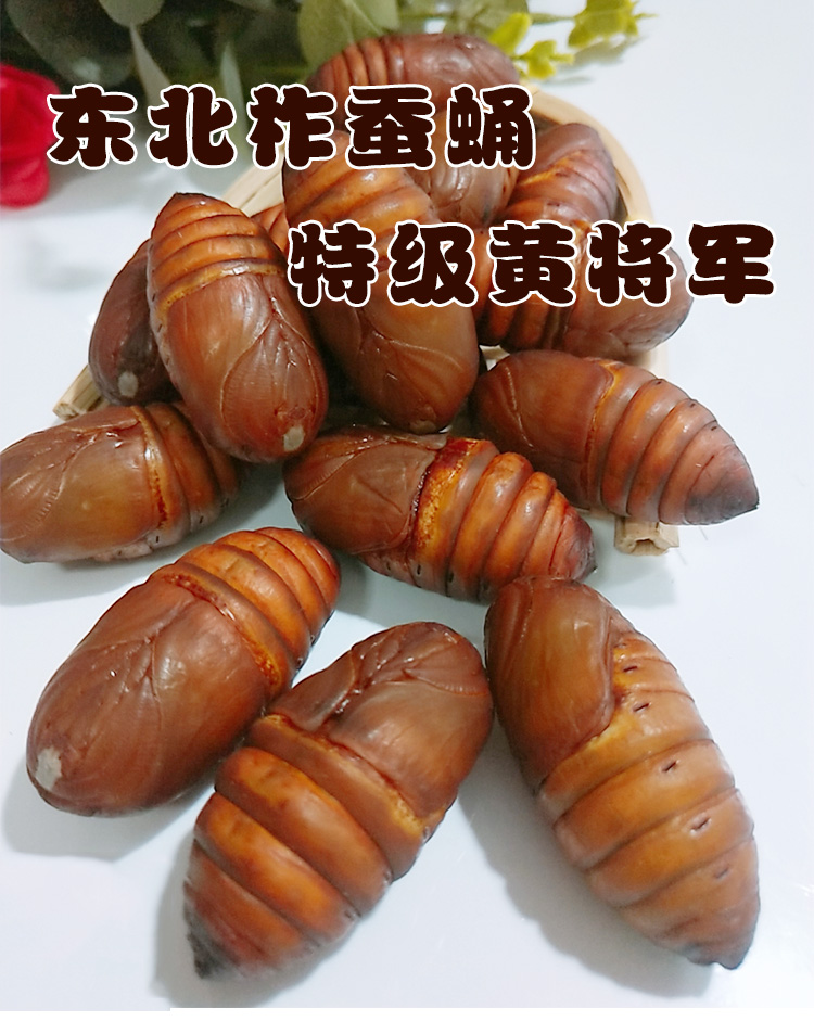 东北柞蚕蛹a级大黄蚕蛹蝉蛹新鲜大茧蛹散养黄将军鲜活2斤顺丰【图片