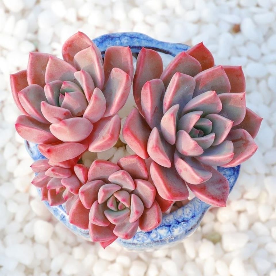 红粉佳人 三颗多肉植物肉肉组合花卉盆栽绿植新手办公室好养 红粉佳人