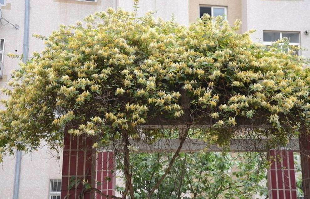 金银花苗爬藤植物四季野生种植红色金银花树苗木室内阳台盆栽花卉