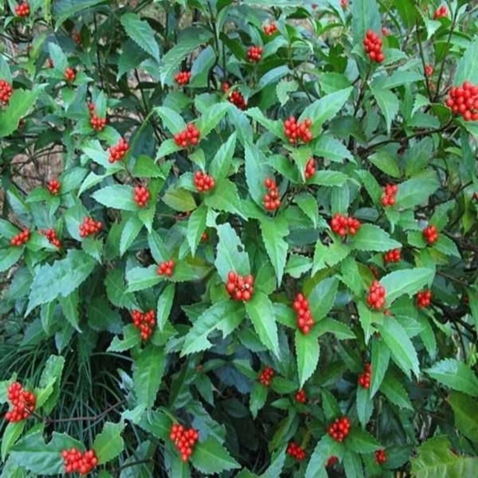 野生现挖草珊瑚苗接骨莲金粟兰肿节风九节茶满山香全株入药 3棵【图片