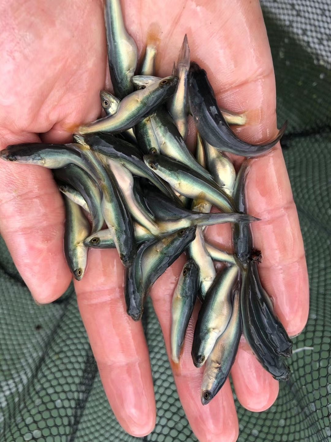 白乌鱼白化雷龙白甲雷龙白化黑鱼淡水凶猛观赏鱼 白乌鱼15-20厘米