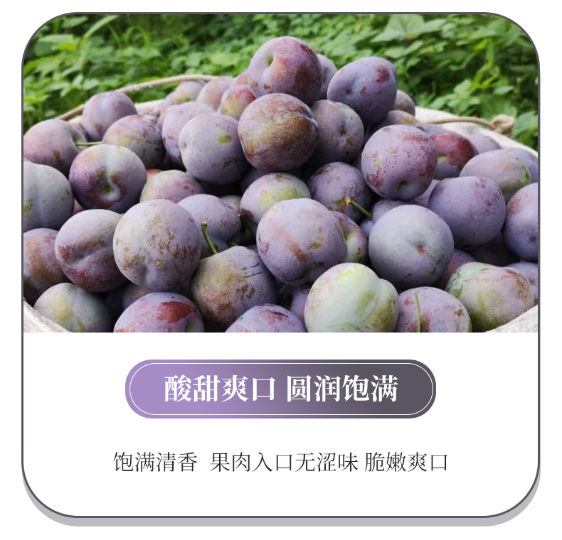 预售新鲜脆李四川五月脆李凤凰李空心脱骨李子脆甜多汁孕妇水果5斤大