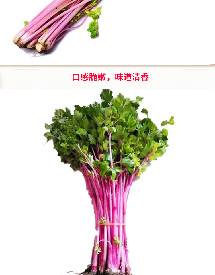 红芹菜种子特色紫红杆芹菜种子彩芹种籽特菜蔬菜种子四季菜研 红芹