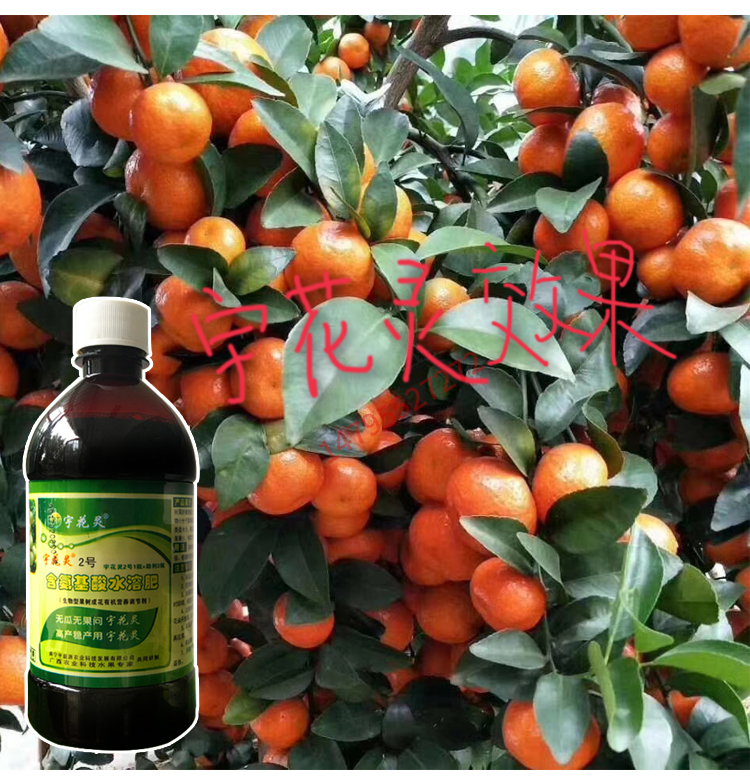 促花保果控梢旺素沙砂糖桔柑橘荔枝龙眼芒果树催膨大专用药叶面肥1号