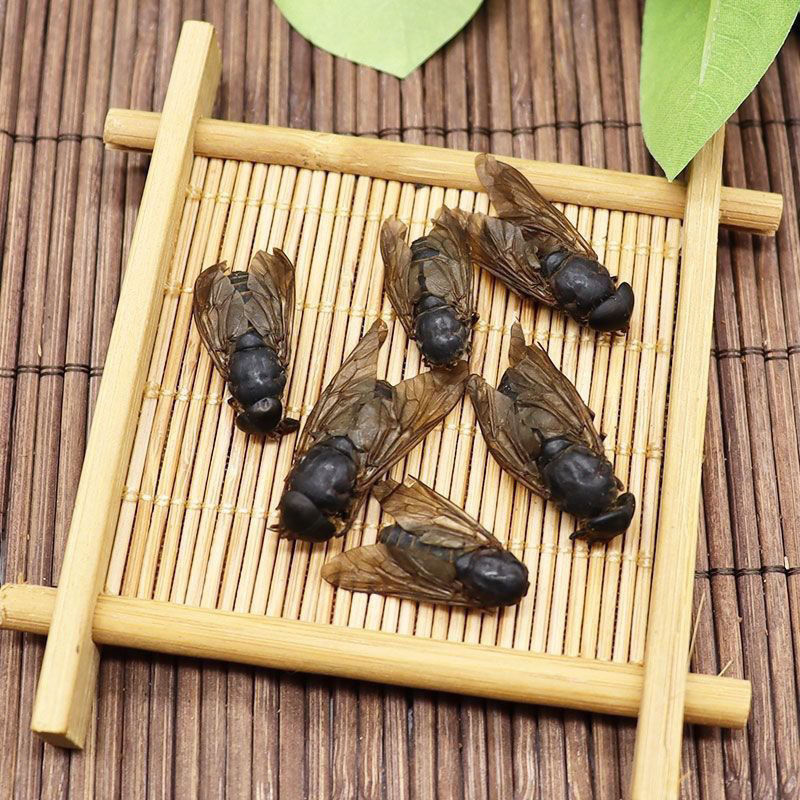 虻虫中药材10g 水虻虫黑水虻虫干 苍蝇牛虻 牛虻虫 虻虫粉 牛蚊子 10g