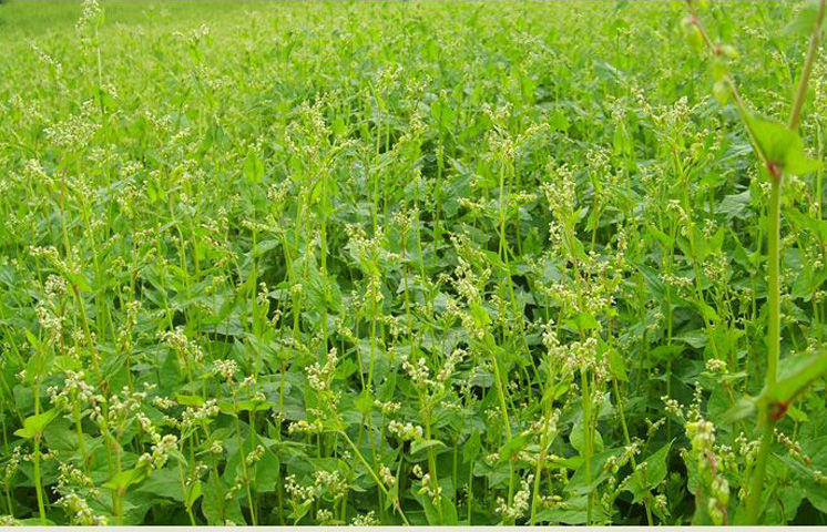 新苦荞麦黑苦荞米苦荞麦米煮粥煮饭家用农家五谷杂粮 荞麦米 5斤