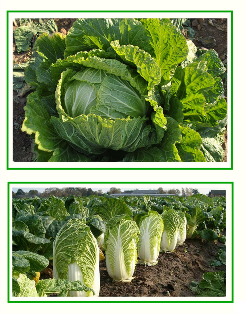 十八斤大白菜种子山东白菜籽冬季四季播大白菜抗病高产蔬菜白菜子18斤