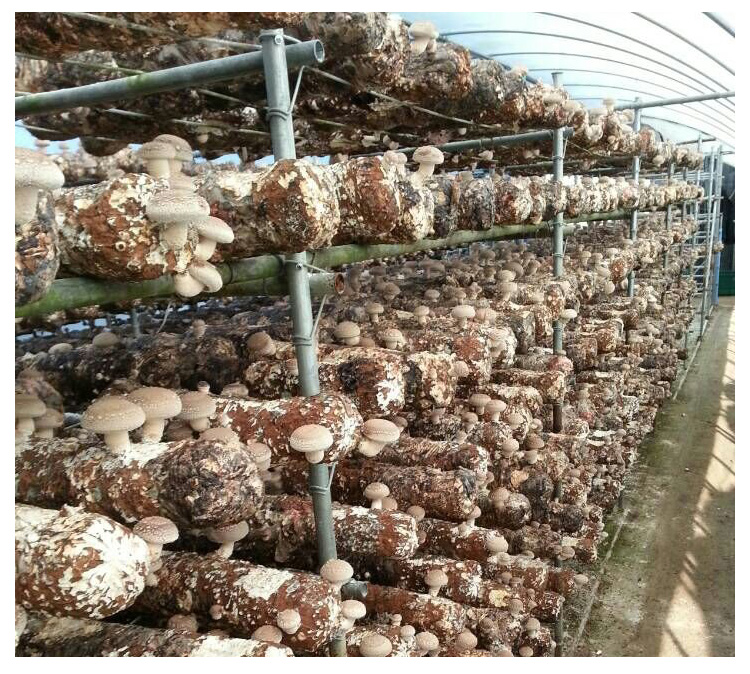 菌菇包蘑菇菌包种植包平菇菌种香菇棒金针菇杏鲍菇家庭食用菌菇种