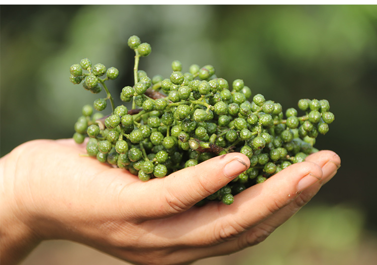 四川特产新鲜青花椒粒生花椒汉源鲜花椒藤椒麻椒特麻300克2