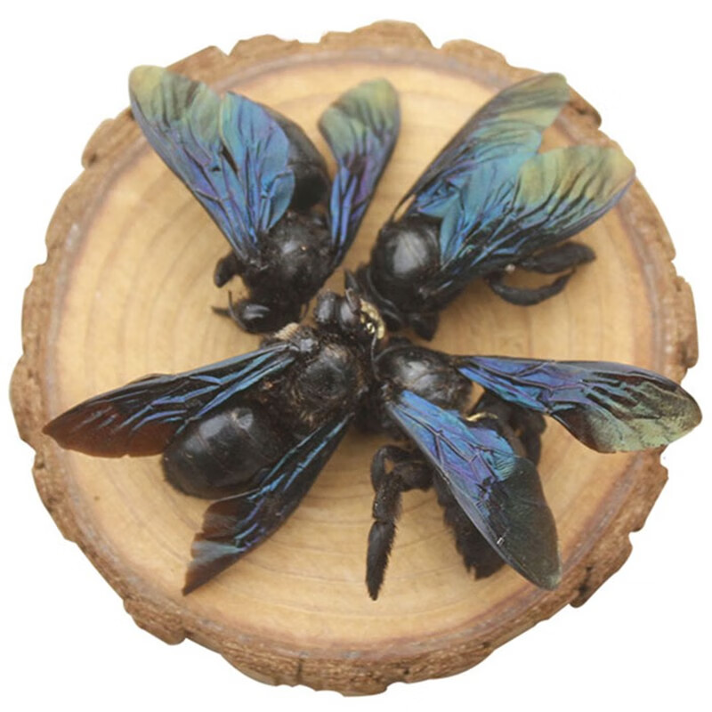 迎亿堂竹蜂中药材咸竹蜂乌竹蜂乌蜂熊蜂象蜂竹筒峰50500克10克