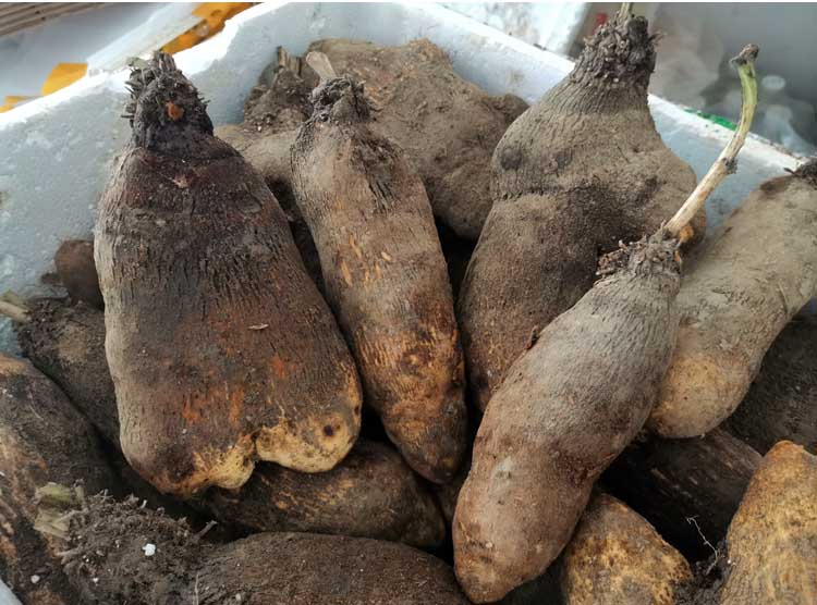 江西脚板薯白色大薯5斤赣南紫山药毛薯农家新鲜蔬菜现挖淮山5斤5斤