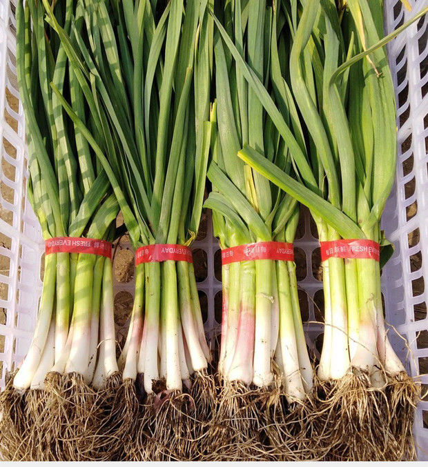 【精选果蔬】新鲜蒜苗红皮大蒜苗现摘时令蔬菜紫皮青梗香蒜苗农家自种