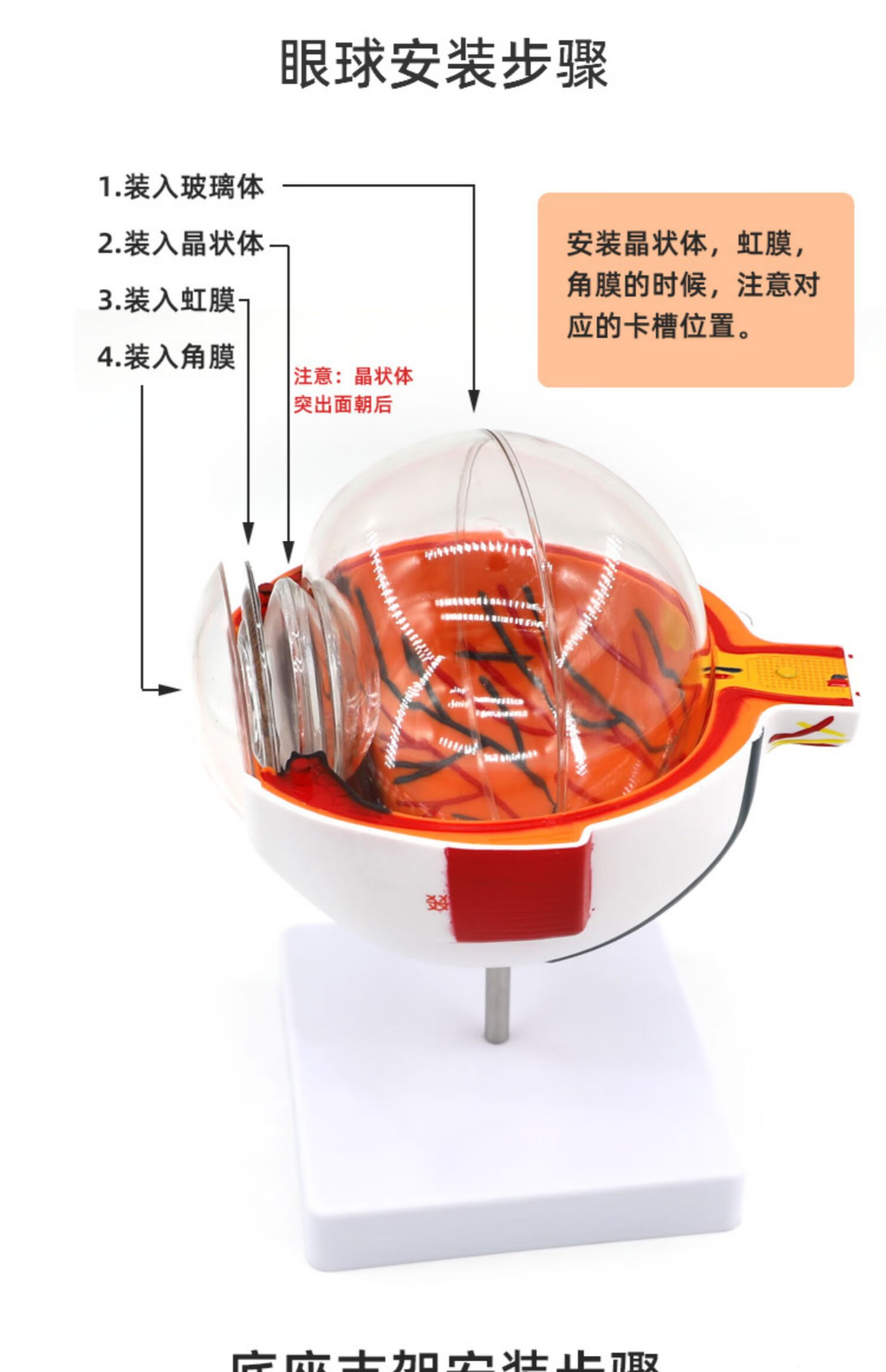 鱼跃(yuwell)同款人体眼球仿真模型6倍放大眼睛结构造解剖眼模型教学