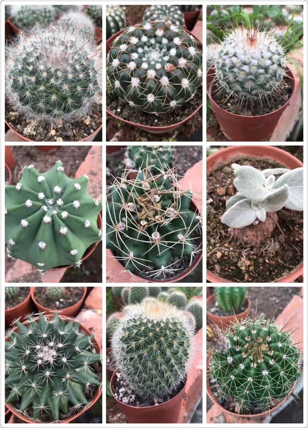 彩草仙人球实生组合套餐多肉植物盆栽室内仙人掌开花花卉大颗新手白星