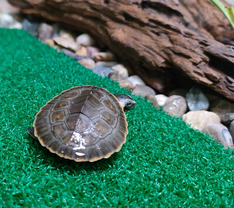 圆澳侧颈龟圆奥龟热带龟乌龟活物深水龟活体外塘观赏宠物侧颈龟 浅