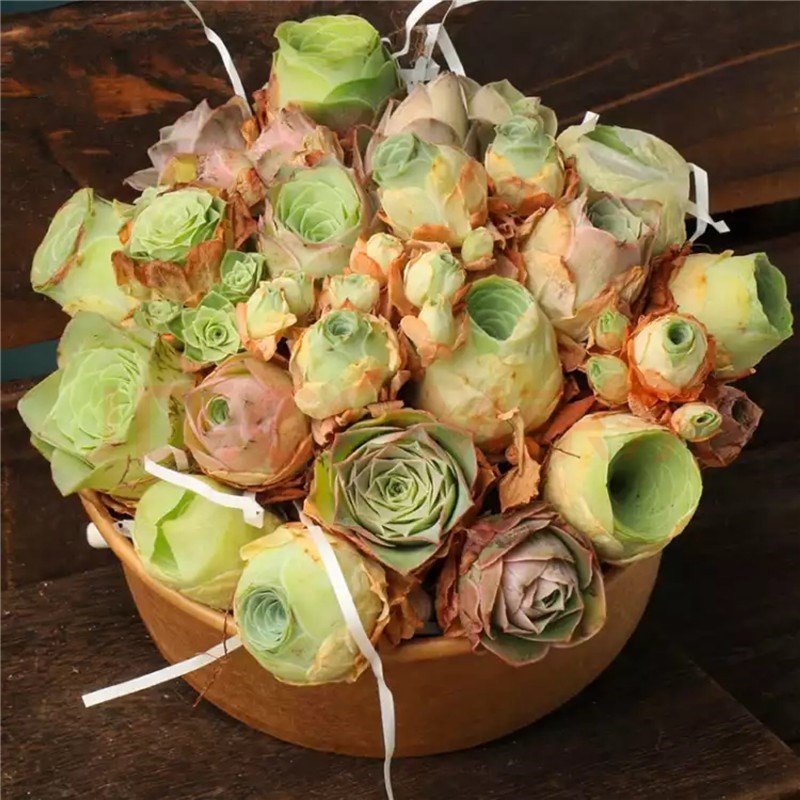 潘多拉耶罗玫瑰酒杯玫瑰组合黄金可爱玫瑰组合盆栽绿植山地玫瑰群生