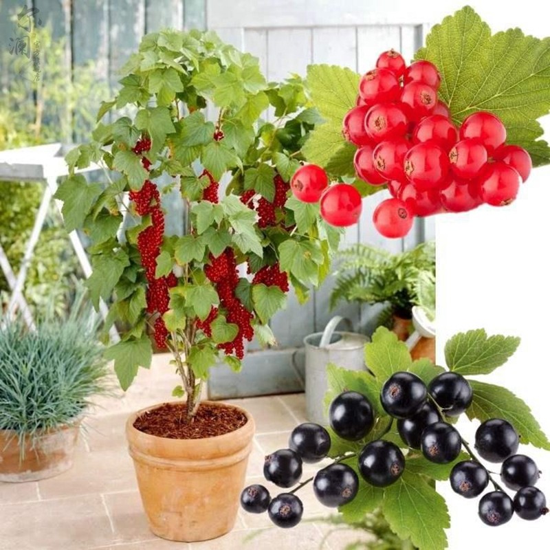 当年结果黑加仑树苗黑加仑树葡萄苗南北方种植红加仑葡萄苗地栽盆栽