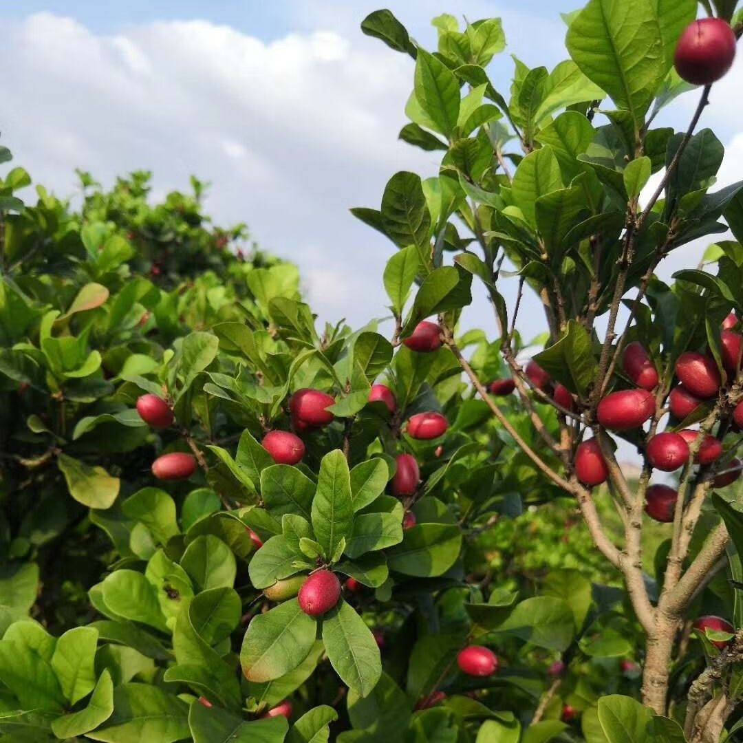 现摘新鲜神秘果鲜果果干果实20粒装变味果蜜拉圣果稀奇热带水果现摘