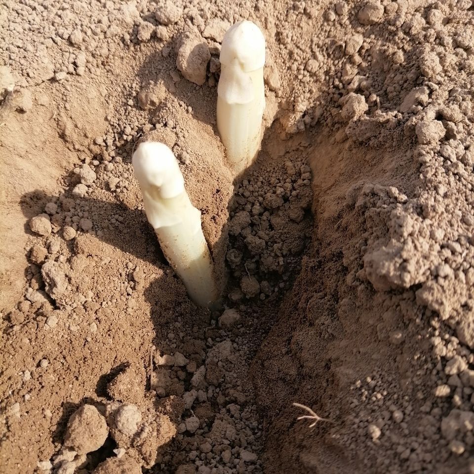 山东特产新鲜白芦笋现挖现发农家生态鲜嫩白芦笋龙须菜二斤装