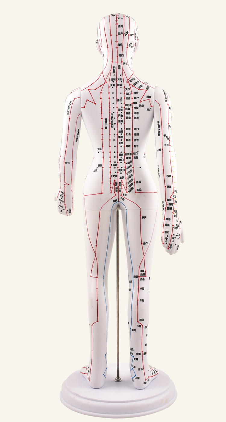 高博士针灸穴位人体模型经络穴位模特图全身中医十二铜人扎针小皮人