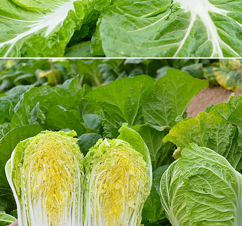 大白菜種子金峰早熟露天家庭種植春季蔬菜種子 高產基地白菜籽抗寒性