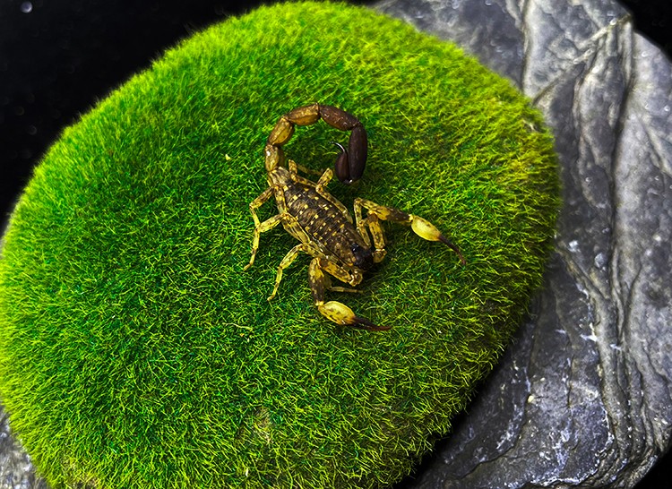 海南双针蝎 5厘米左右成体新手宠物蝎子活体雨林蝎国产经典套装 朴彩