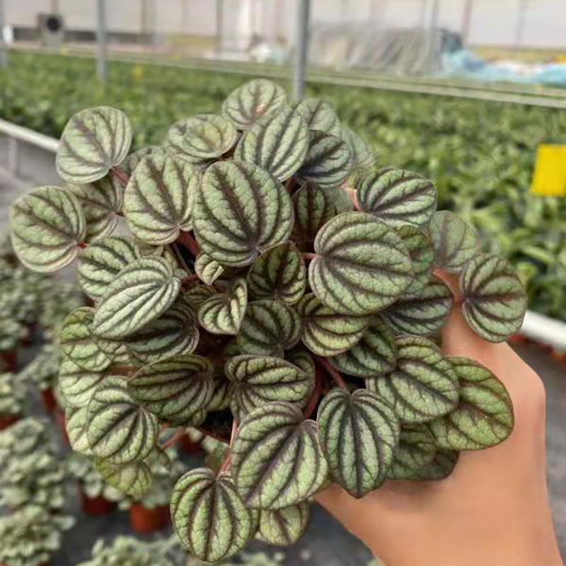 hoyvlae 网纹草椒草室内办公室桌面微景观迷你观叶绿植盆栽苗 红美人