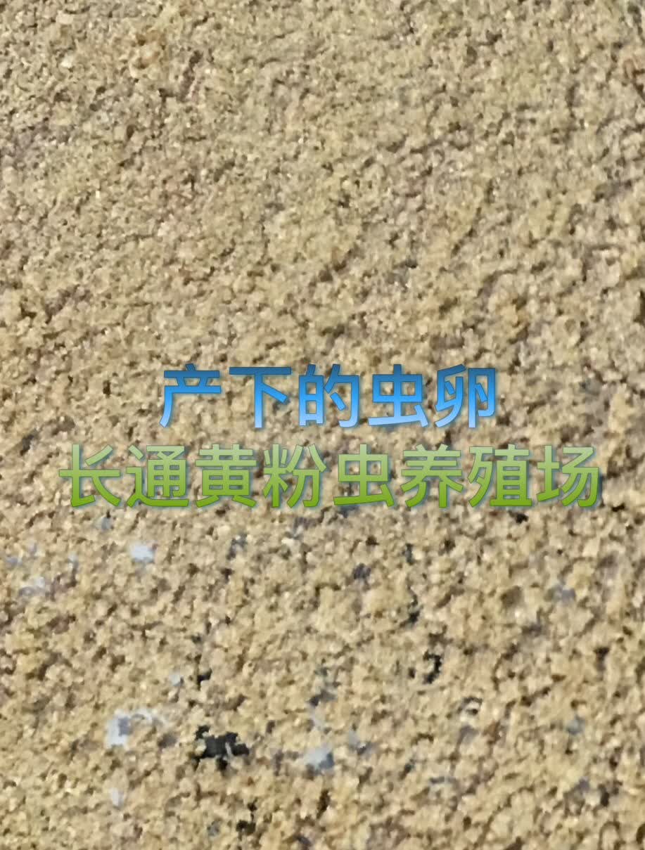 黄粉虫种虫可繁殖面包虫种虫黄粉虫成虫产卵繁殖专用种虫黄粉虫虫蛹