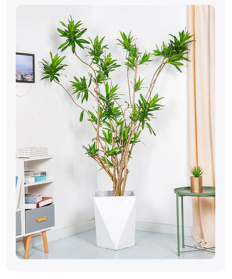 2,百合竹 寓意富贵吉祥 百合竹 百合竹叶片碧绿,中间有金黄色条纹