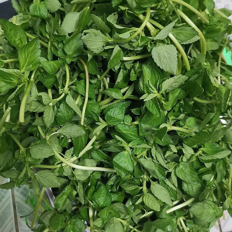 雲南德宏特產新鮮蔬菜水香菜水薄荷野菜傣族香菜傣味香嫩麻章那1斤