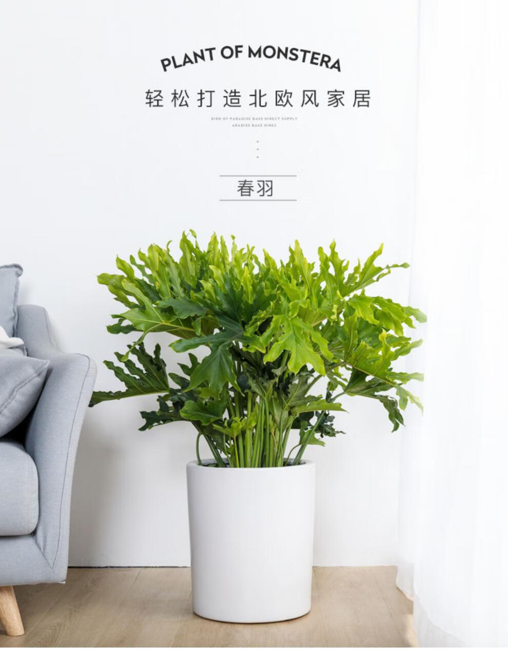 嘉瑰春羽室内植物春雨绿植盆栽客厅吸办公盆栽盆景定制春羽塑料盆高约